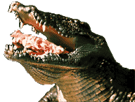 crocodile Etang Sale